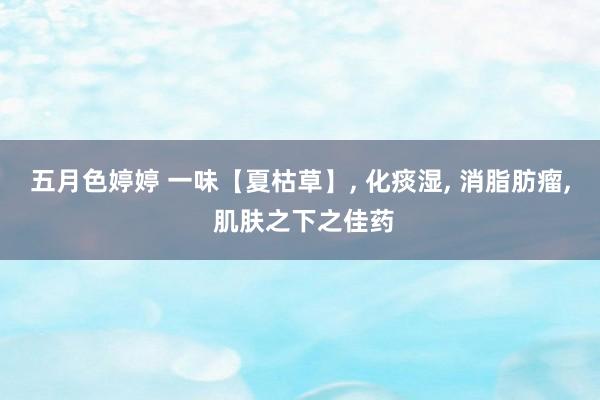 五月色婷婷 一味【夏枯草】， 化痰湿， 消脂肪瘤， 肌肤之下之佳药